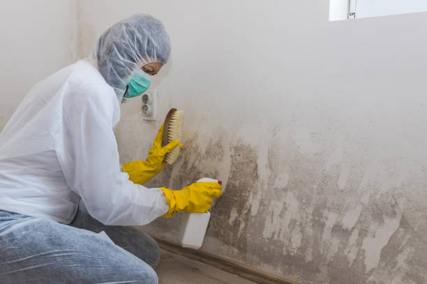Mold Removal Process in Crawford, GA