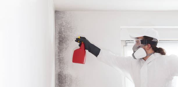 Home Mold Removal in Crawford, GA