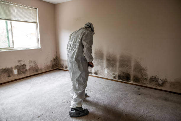 Best Black Mold Removal  in Crawford, GA